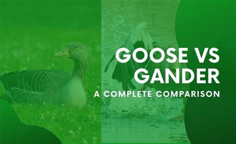 The curse of the protective geese: tales of those who dared to cross their path